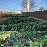 Zebulun Veggie Patch