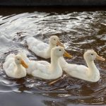 Zebulun Ducks