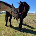 Zebulun Horses