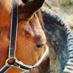 Zebulun Horse Feeding