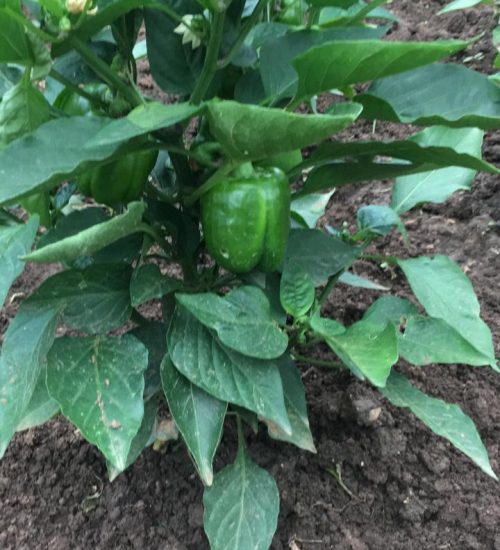 WhatsApp Image 2020-01-13 at 2.56.42 PM