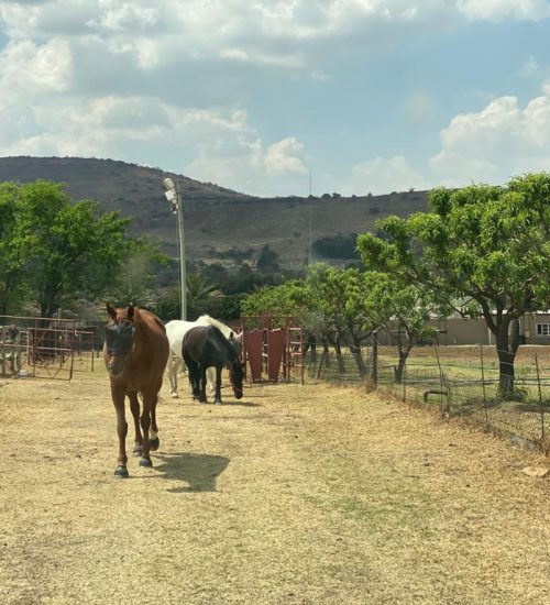 WhatsApp Image 2020-01-29 at 5.10.46 PM (1)