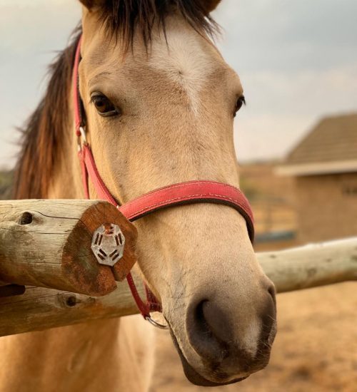 WhatsApp Image 2020-01-29 at 5.10.48 PM (1)