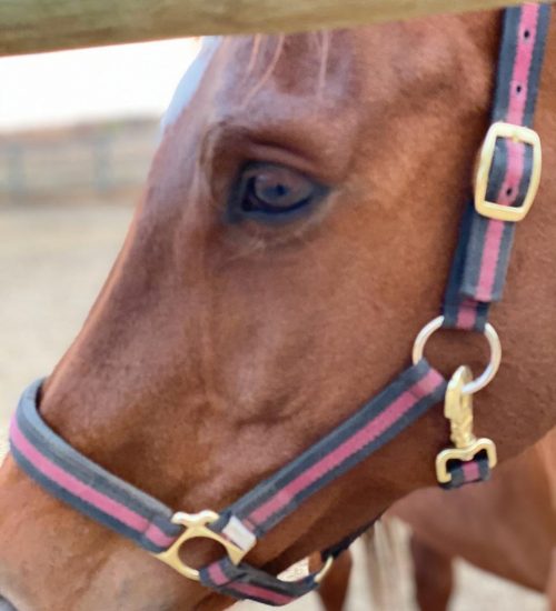 WhatsApp Image 2020-01-29 at 5.10.48 PM (2)