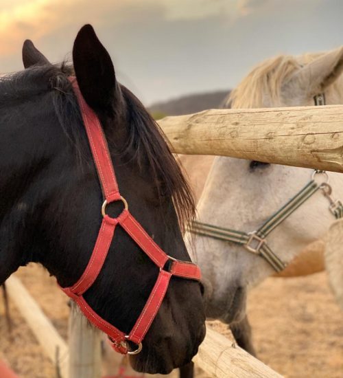 WhatsApp Image 2020-01-29 at 5.10.49 PM