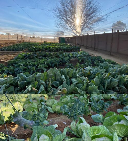 Zebulun Veggie Patch