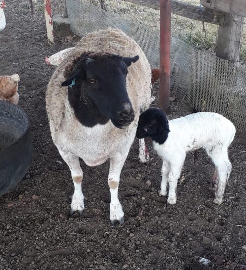 WhatsApp Image 2020-07-14 at 10.59.04 AM (1)