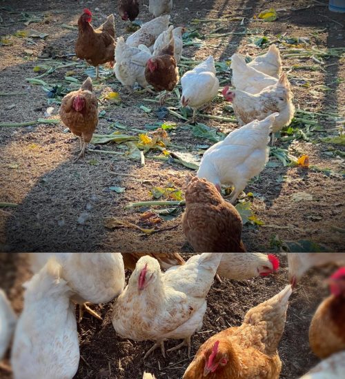 WhatsApp Image 2020-07-14 at 10.59.07 AM