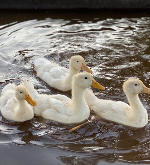 Zebulun Ducks