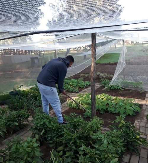 Zebulun Veggie Patch